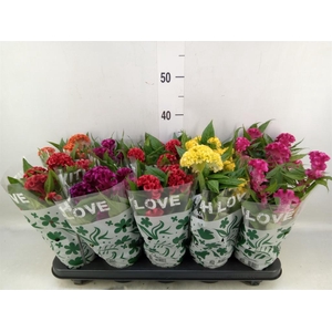 Celosia arg. CR 'Twisted'   ...mix