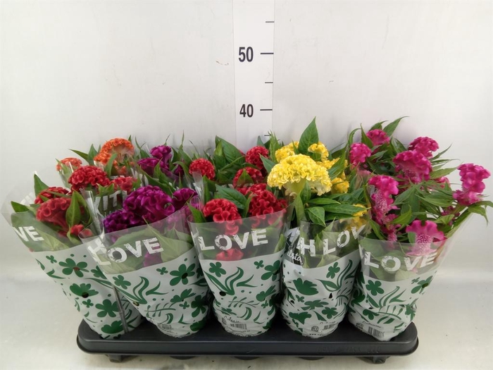 <h4>Celosia arg. CR 'Twisted'   ...mix</h4>