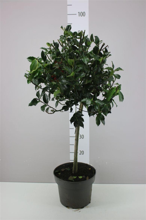 <h4>Ilex M Blue Maid Op Stam</h4>