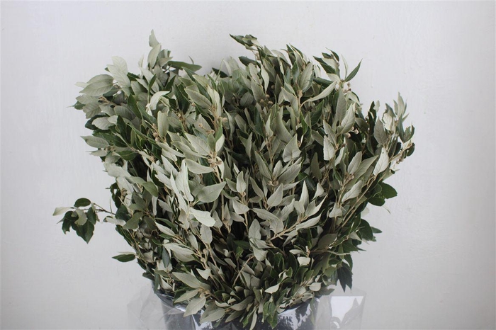 <h4>Steeneik Leaves P Bunch</h4>