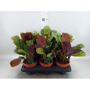 Ctenanthe burle-marxii