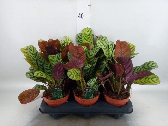 <h4>Ctenanthe burle-marxii</h4>
