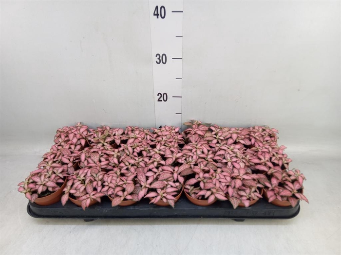 <h4>Fittonia  'Mosaic Pink Forest Flam'</h4>
