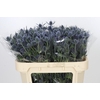 Eryngium Blue Dynamite