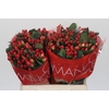 Hypericum True Romance