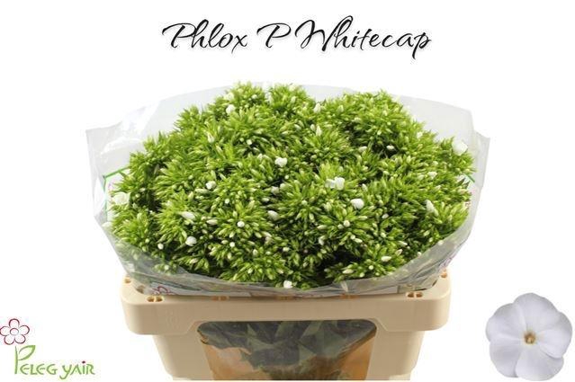 <h4>PHLOX P WHITECAP</h4>
