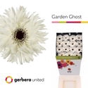 <h4>Ge Gr Spider Garden Ghost Diamond</h4>