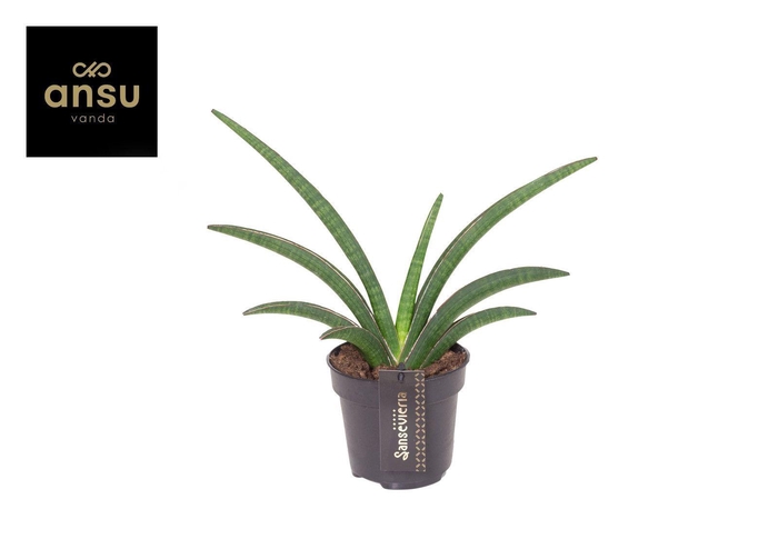 <h4>Sansevieria Tiara Grand Gazelle</h4>