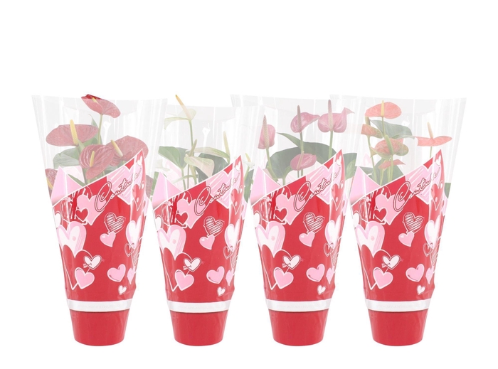 <h4>Anthurium 14 cm 4 color mix in Couture hearts sleeve</h4>