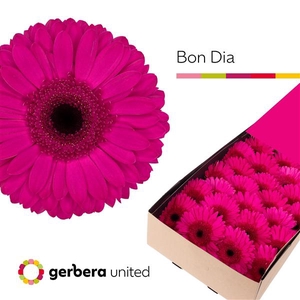 Ge Gr Bon Dia Box United