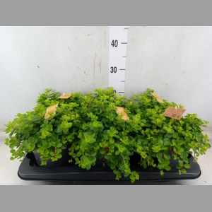 Peperomia rotundifolia