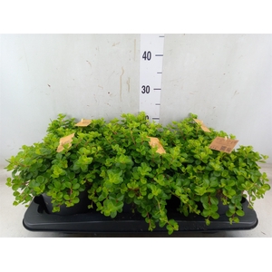 Peperomia rotundifolia