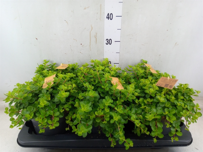 <h4>Peperomia rotundifolia</h4>