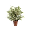 FICUS BENJAMINA VARIEGATA P14