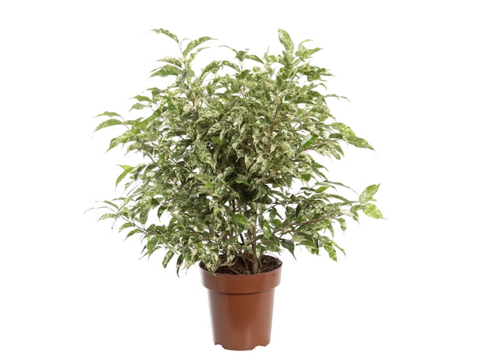 FICUS BENJAMINA VARIEGATA P14