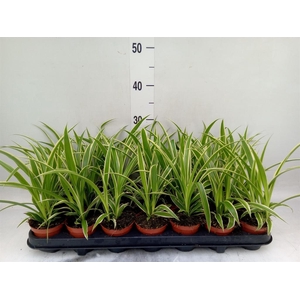 Chlorophytum com. 'Ocean'