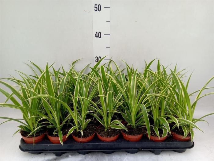 <h4>Chlorophytum com. 'Ocean'</h4>