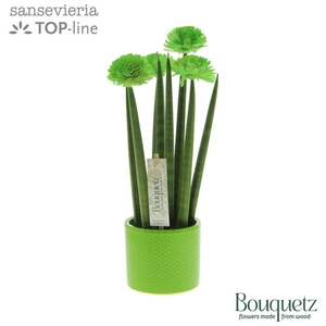 Sansevieria TOP-line Bouquetz Green in Dots keramiek