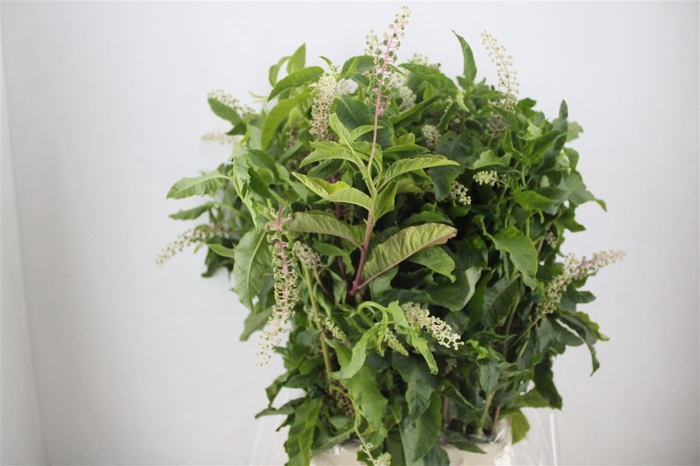 <h4>Carbouzijn Berry P Bunch</h4>