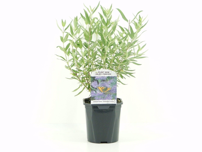 <h4>Caryopteris cland. Heavenly Blue</h4>