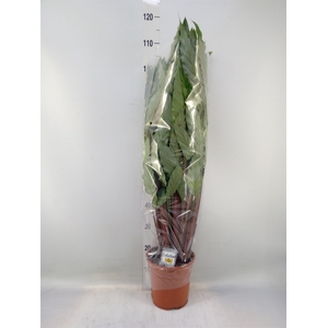 Calathea   ...mix