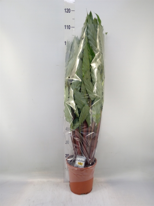 <h4>Calathea   ...mix</h4>