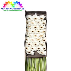Germini Lido Doos