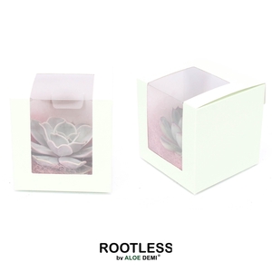 ROOTLESS Echeveria, Presentation cube pastel green