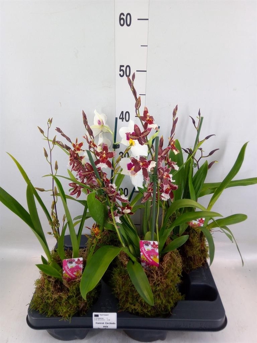 <h4>Orchideeen   ...</h4>