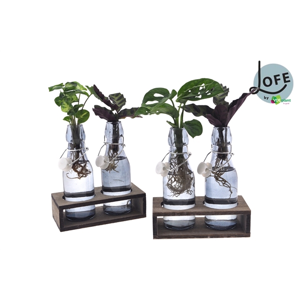 <h4>LOFE | Intenz mix in getint Ann glas + duo H - levertijd: 24 uur</h4>