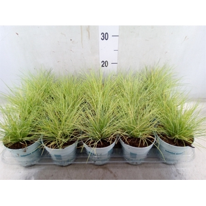 Festuca glauca 'Amigold'