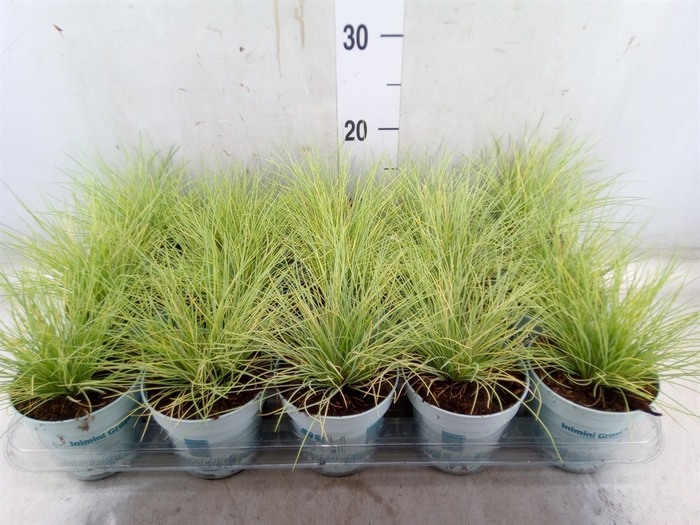 <h4>Festuca glauca 'Amigold'</h4>