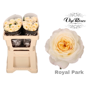 R GR ROYAL PARK x 20