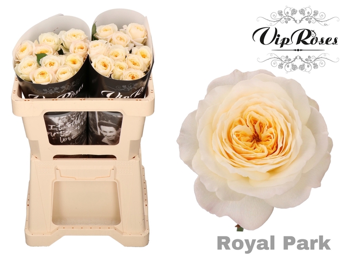 R GR ROYAL PARK x 20