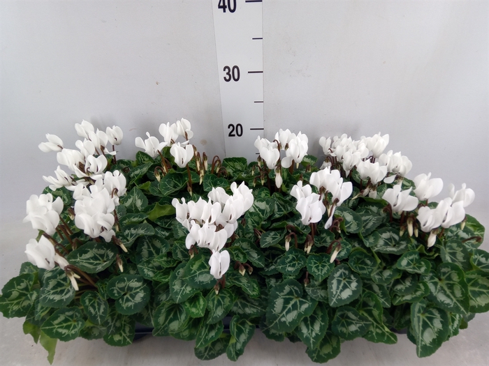 <h4>Cyclamen KL 'Carino'</h4>