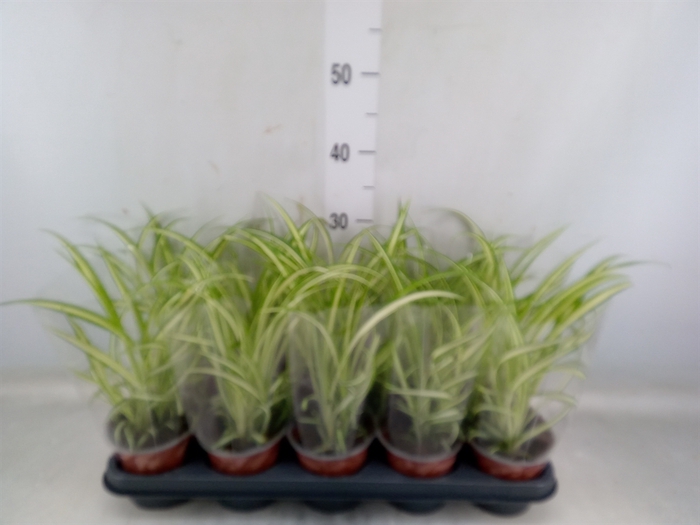 <h4>Chlorophytum com. 'Variegatum'</h4>