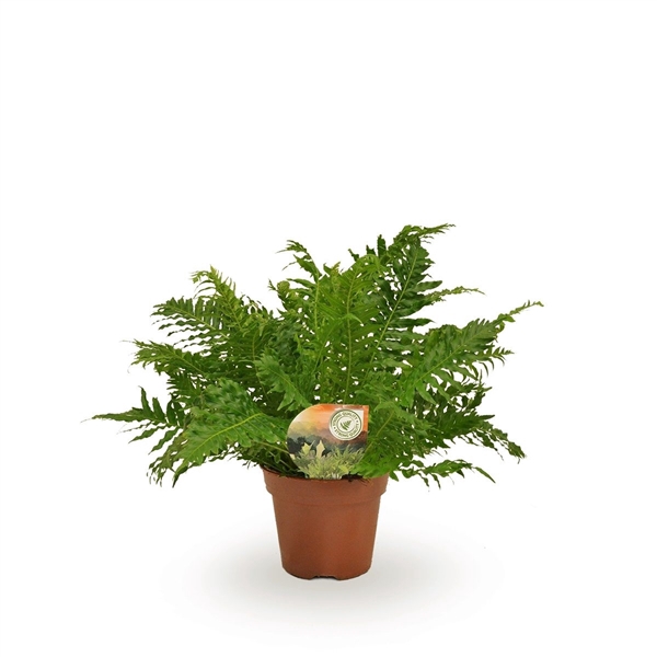 <h4>Blechnum gibbum 'Silver Lady'</h4>