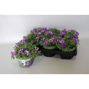 Calibrachoa Blue