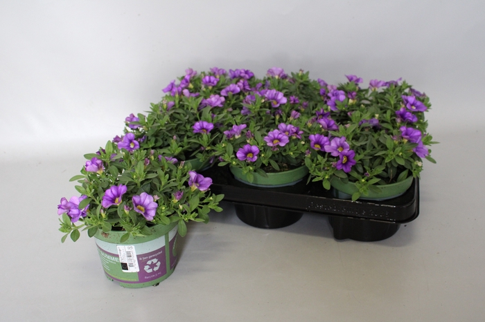 <h4>Calibrachoa Blue</h4>