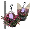 Fuchsia Hangpot Maria