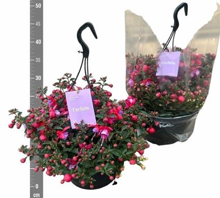 Fuchsia Hangpot Maria