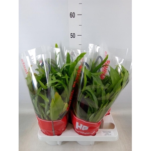 Pseudorhipsalis ramulosa