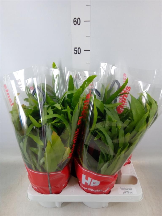 <h4>Pseudorhipsalis ramulosa</h4>