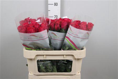 <h4>R Gr Madam Cerise</h4>