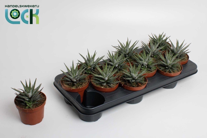 <h4>Haworthia Big Band</h4>