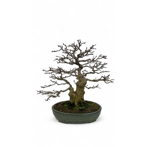 Acer buergerianum, pot 46cm. Height 65cm. (single item)