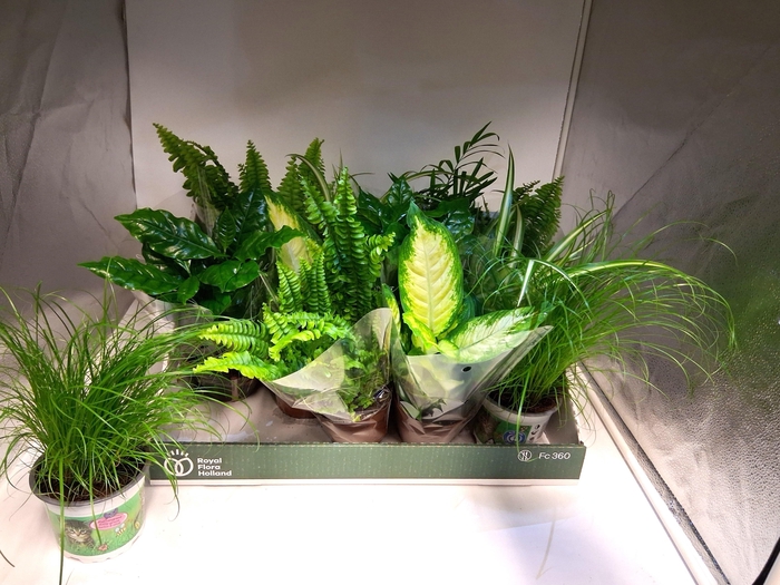 <h4>KAMERPL GEM OV</h4>