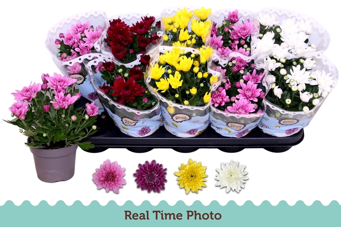 <h4>CHRYS GEVULDBL GEM</h4>