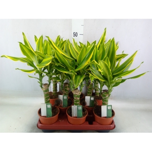 Dracaena frag. 'Golden Queen'