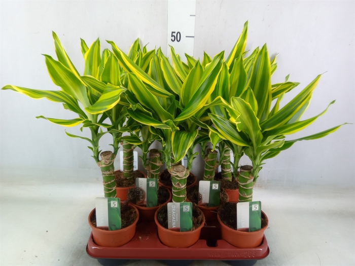 <h4>Dracaena frag. 'Golden Queen'</h4>
